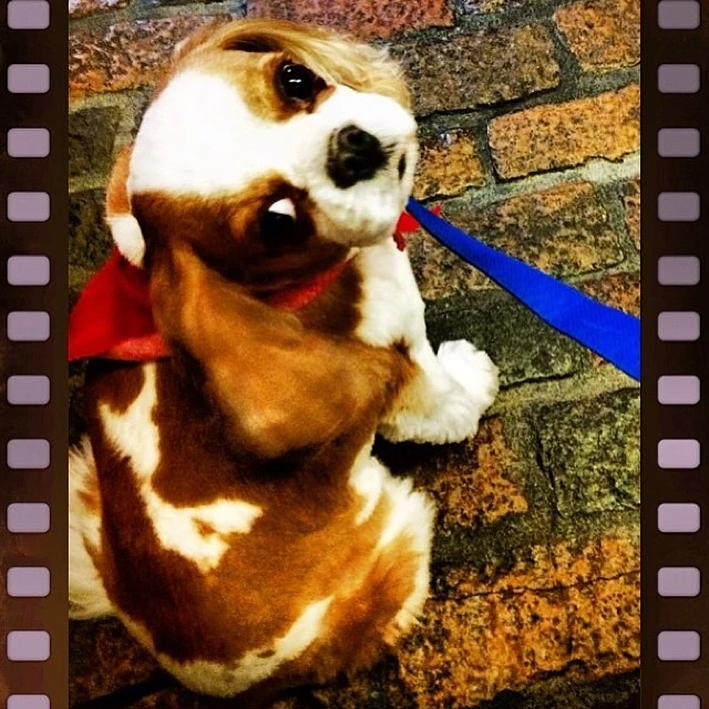 Cavalier King Charles Spaniel