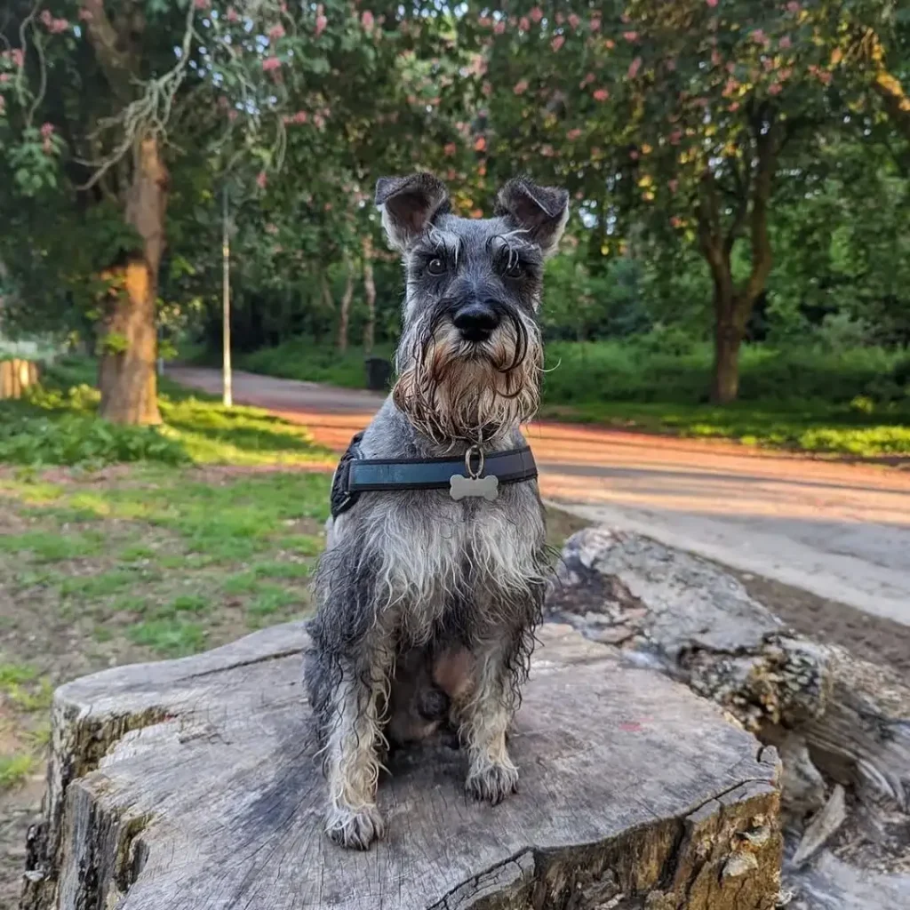 Miniature Schnauzers