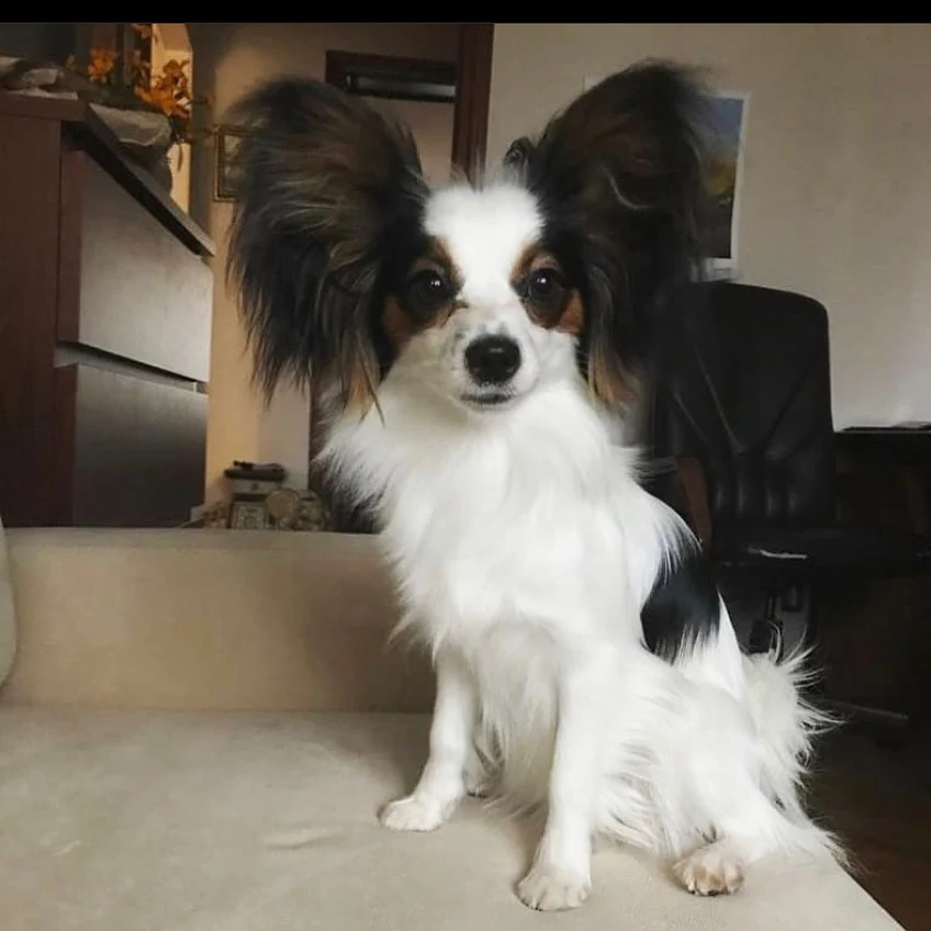 3. Papillon