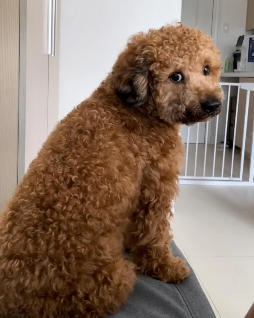 Toy Poodle