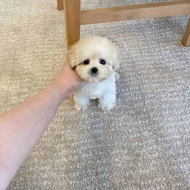 Teacup Maltipoo puppy