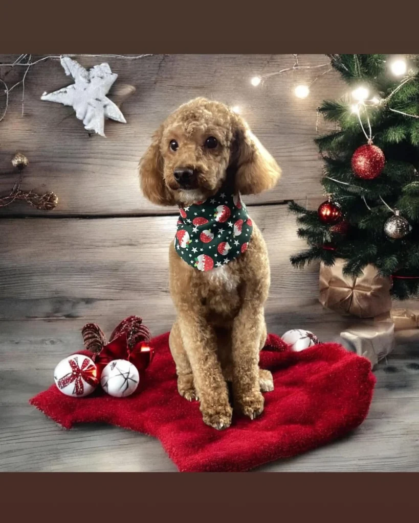 Miniatur-Maltipoo puppy