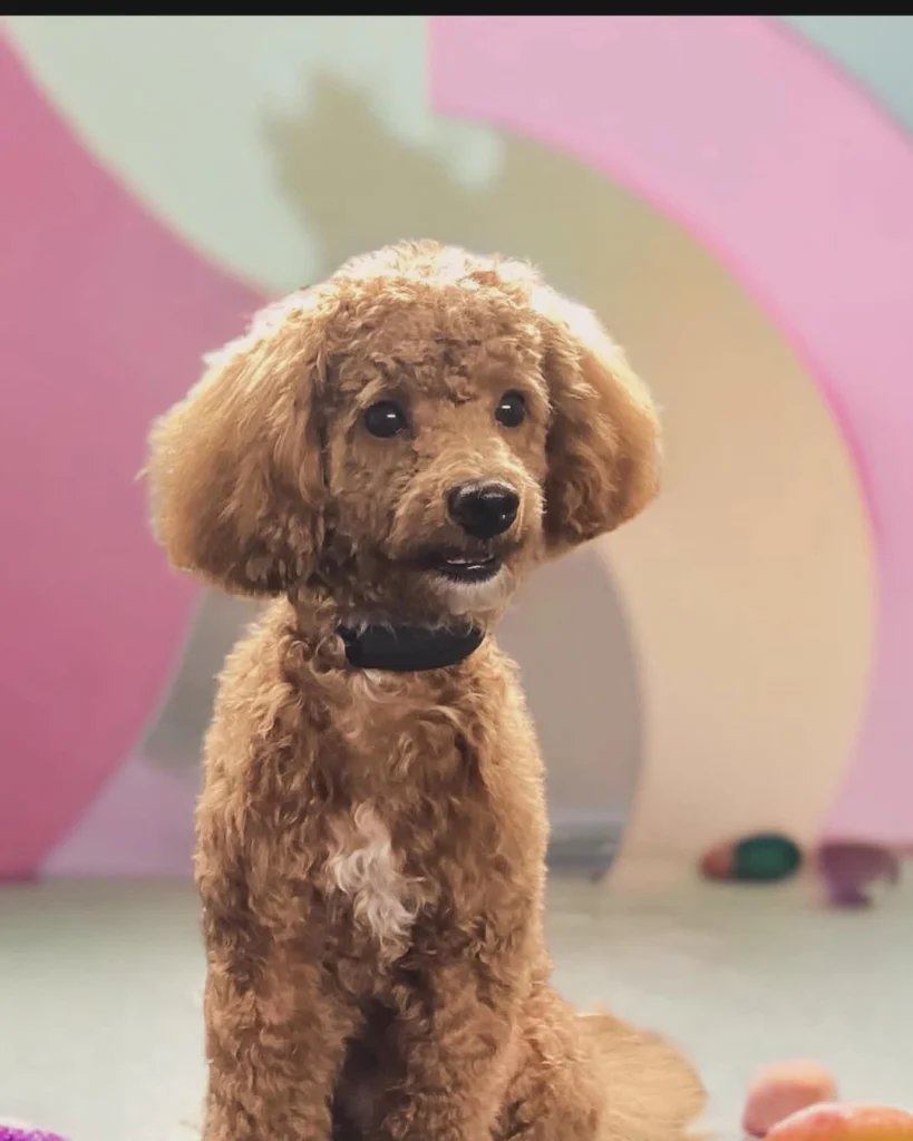 Miniatur-Maltipoo