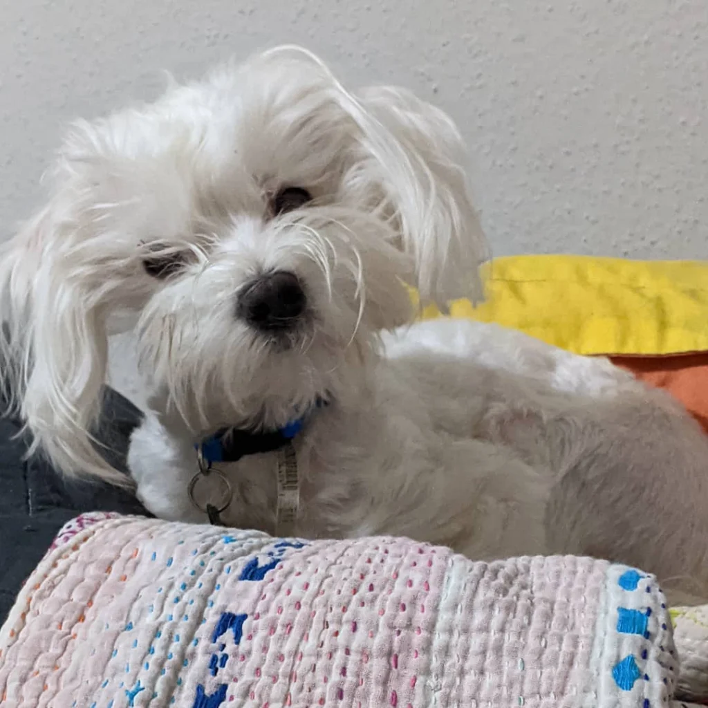 Miniatur-Maltipoo