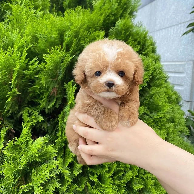 Before You Get a Teacup Maltipoo, Read This Guide
