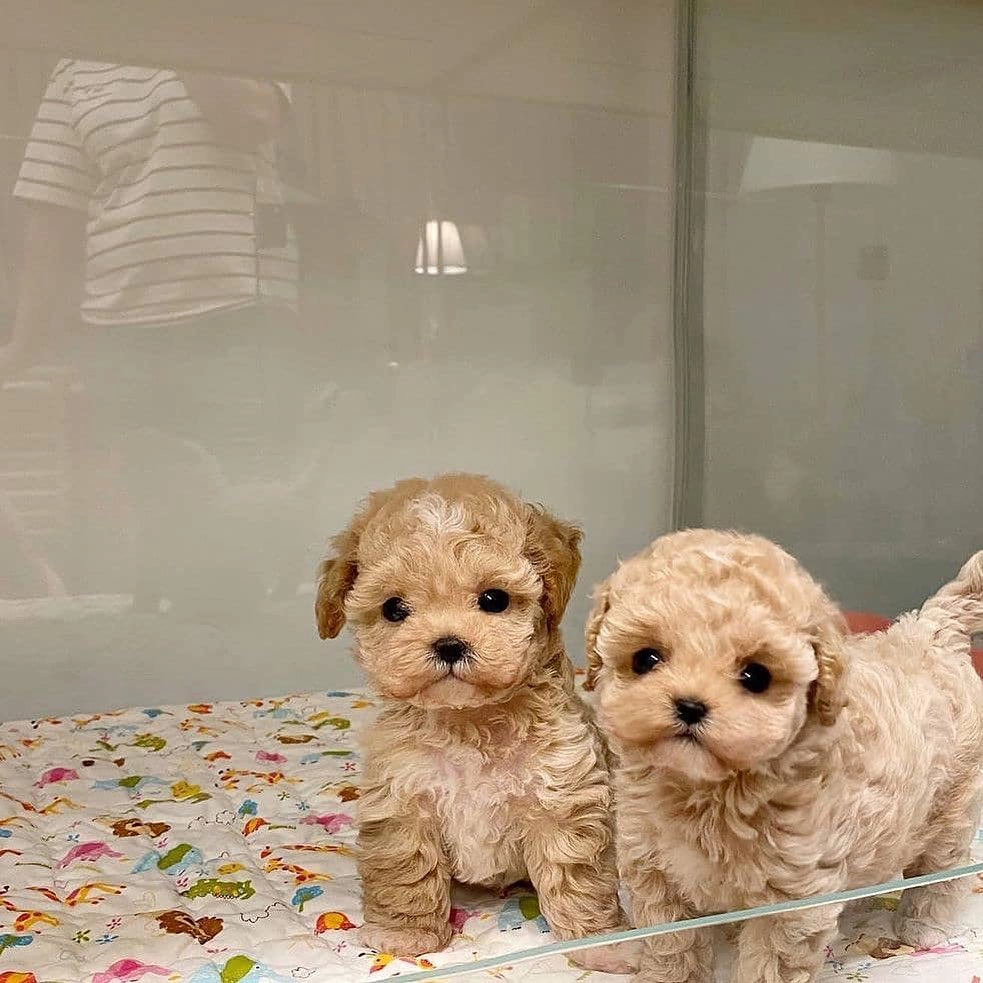 a Teacup Maltipoo,