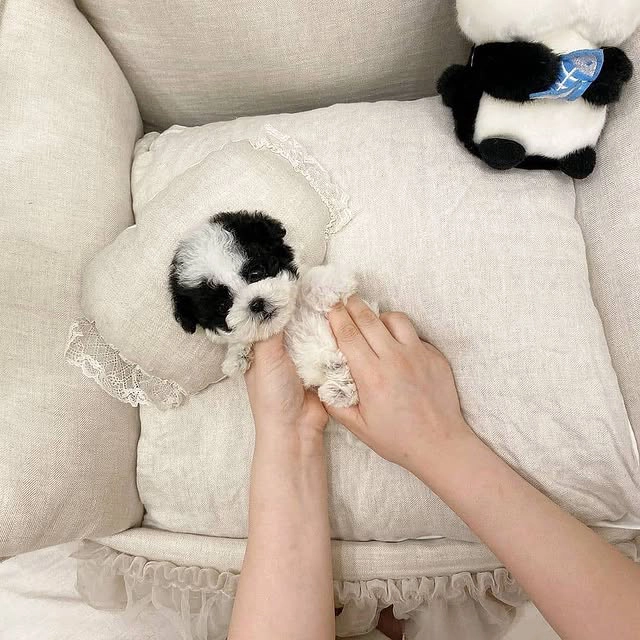 cute Teacup Maltipoo,